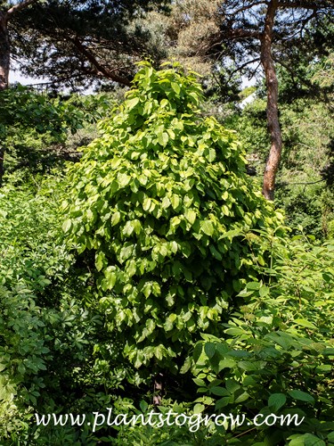 Dwarf Columnar European Hornbeam (Carpinus betulus Columnaris Nana)